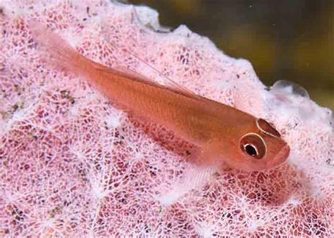 Section Fish Library Group Gobies Species Trimma Benjamini Ring