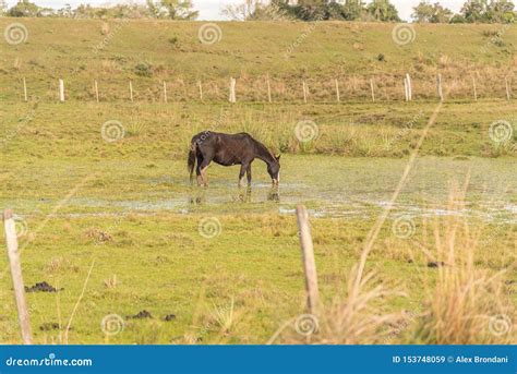 Water Drinking Horses In Pond Stock Image Image Of Eyes Farmland