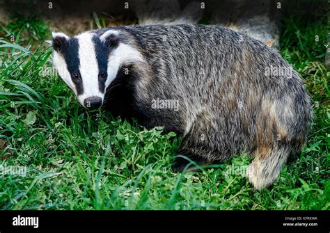 Adult Badger Facing Forwards Stood In Green Foliage Stock Photo Alamy