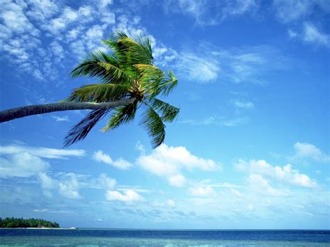 Free Download Hd Wallpaper Green Coconut Tree Nature Palm Trees