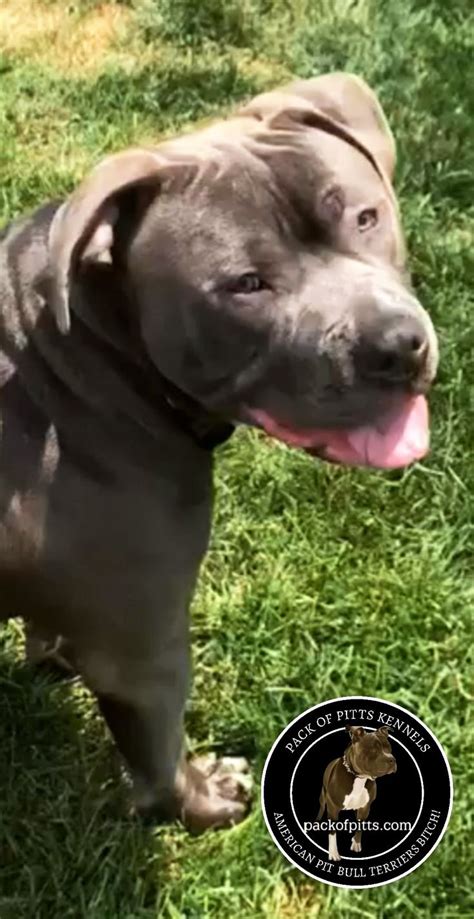Blue Pitbull Kennels In Michigan Pitbull Dogs