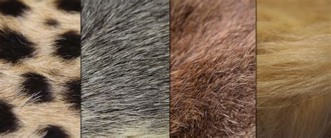 Fur Technology Makes Zootopias Bunnies Believable Engadget