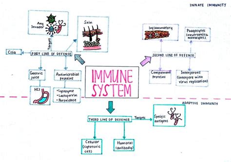 Immune System Big Concept