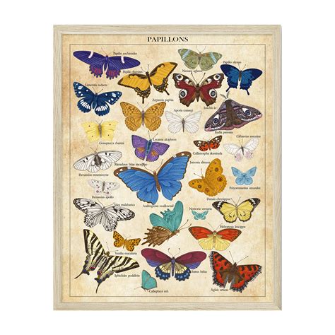 Vintage Butterfly Poster Butterfly Posters Butterfly Wall Art Set Of X In Butterfly