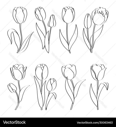 Outline Hand Drawn Tulips Royalty Free Vector Image