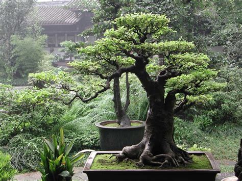 Served two times as the prime minister of japan. Unique Collections: Bonsai Art