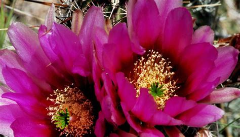 Diane and nigel chose #17. What Flowers Grow Well in Arizona? | Garden Guides