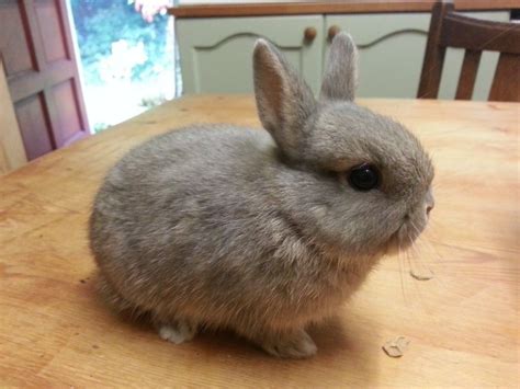The Netherland Dwarf Rabbit So Cute Would Make An Awesome House Pet