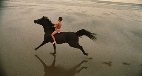 61,720 likes · 37 talking about this. Cabin Fever: The Black Stallion