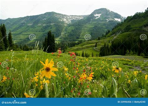 Snow Capped Mountains A A Valley Of Wildflowers Stock Photo Image Of