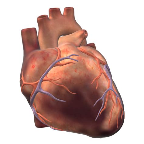 Human Heart Content Classconnect