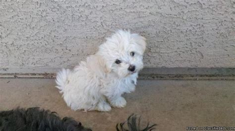 Most trusted source of havanese puppies for sale. havanese puppies - Price: 500 in Tucson, Arizona ...