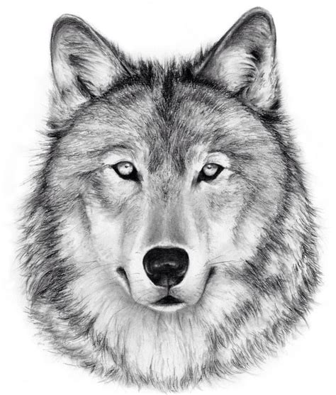 Wolf Charcoal Drawing Giclee Print Wolf Decor Black And White Art