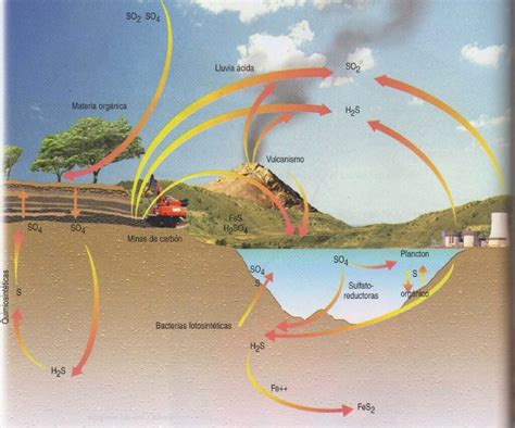 Esquema Del Ciclo Del Azufre ¡fotos And Guía 2021