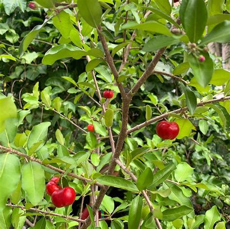 Barbados Cherry Tree Or Acerola Fruit Plants Fruit Trees Tree