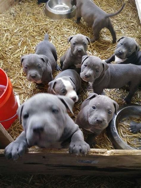 It really depends on the parents, the pick of the litter, and the gender of the pitbull puppy. American Pit Bull Terrier Puppies For Sale | New York, NY #249391