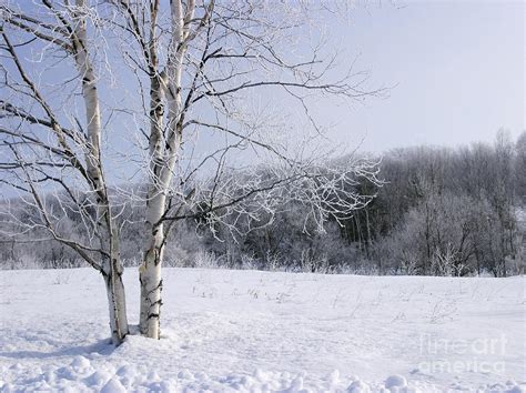 Snow Landscape With Birch Tree Photograph By Steven Puetzer