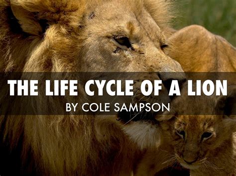 Life Cycle Of A Lion Image Of Lion And Antique Sgimageco