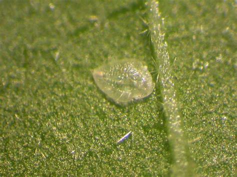 Whitefly Indoors