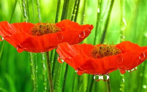 배경 화면 꽃들 자연 빨간 잔디 녹색 플로라 꽃잎 목초지 야생화 coquelicot 식물학 육상 식물 꽃 피는 식물 매크로 사진 식물 줄기