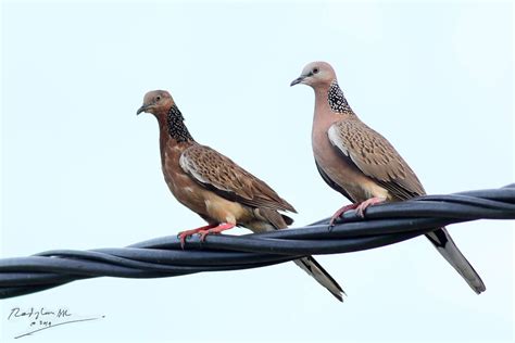Birds And Nature Photography Raub Spotted Dove Courtship Mating