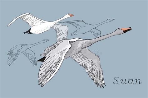 Illustration Of Drawing Flying Swans Hand Drawn Doodle Graphic Design