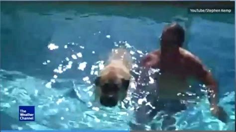 120 Pound Puppy Is Scared To Swim Youtube