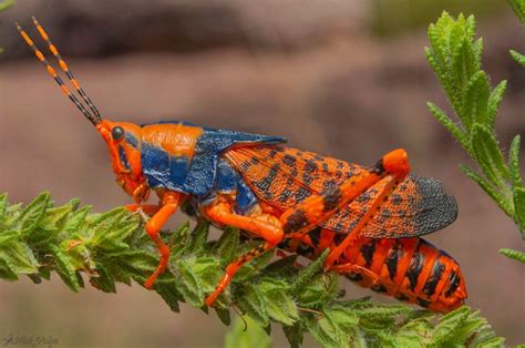 Leichhardts Grasshopper Petasida Ephippigera One Of The Most