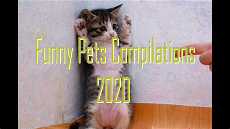 Funny Pets Compilation 2020 Youtube