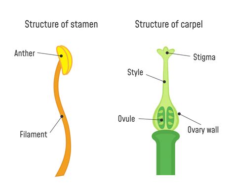 Biology Parts Of A Flower Level 1 Activity For Kids Uk
