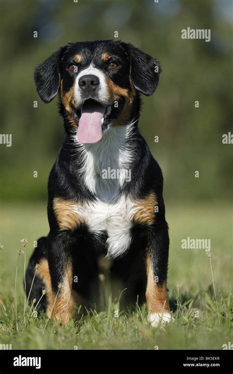 Sitzender Entlebucher Sennenhund Sitting Entlebucher Mountain Dog