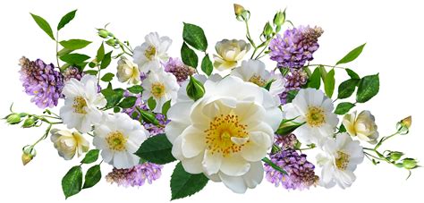 White Flower Clipart Transparent Background Free White Flowers