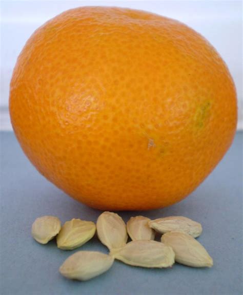 Green Jean Orange Seed