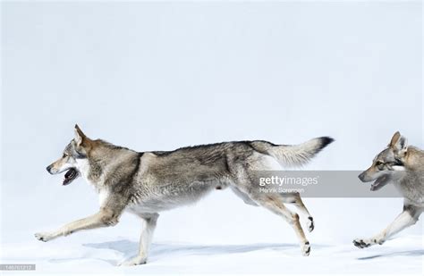 Stock Photo 2 Wolves Running Canis The One You Feed Dry Humping