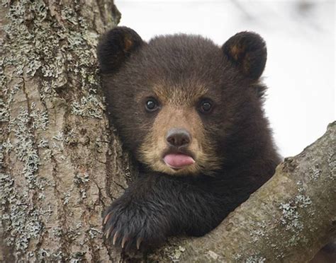 26 Pictures Of Baby Black Bear Cubs Great Concept
