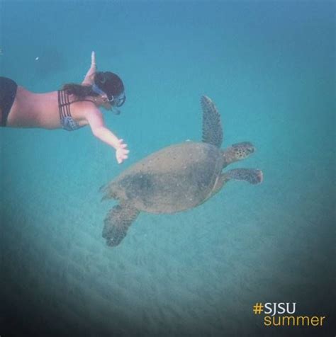 Sjsu Student Alyssa Vales Swam With Crush The Sea Turtle In Hawaii