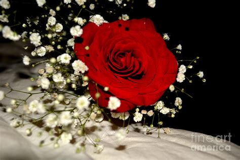 Photography Red Rose Black And White Background