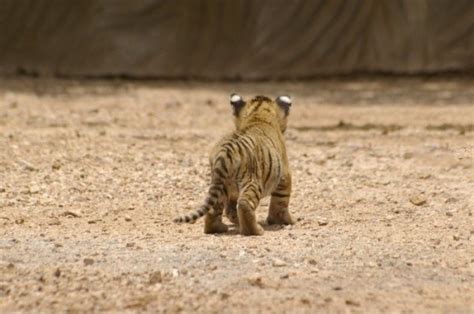 25 Cute Baby Animal Pictures Amazing Creatures