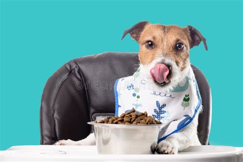 Dog Licking After Eating Dry Kibble Food From Bowl Stock Image Image