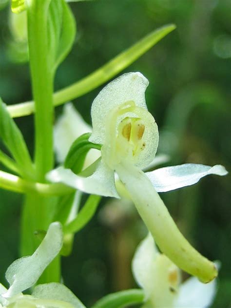 Urban Pollinators The Pollination Of Orchid Flowers