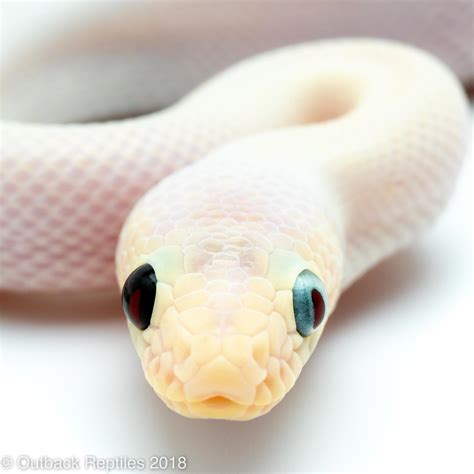 Simply click the big play button to start having fun. This solid white snake has one black eye and one blue eye ...