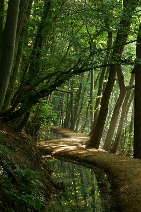 Astonishing Photos Of Paths In The Forest Top Dreamer