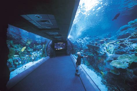 Aquarium Of The Pacific Aquarium Design Marine Animals Aquarium