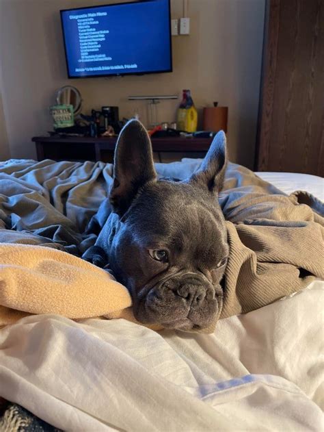 Heres Wadsworth The Most Beautiful Floppy 8 Month Old French Bulldogs