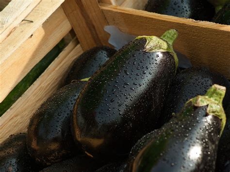 Kan man Äta Skalet på Aubergine Här är Svaret