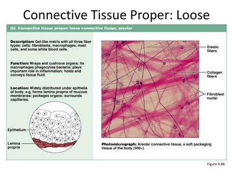 Ppt Connective Tissues Powerpoint Presentation Free Download Id