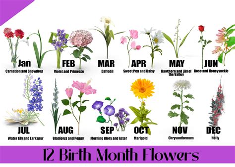 12 birth month flowers and their meanings blog alpha floral august birth month flower january