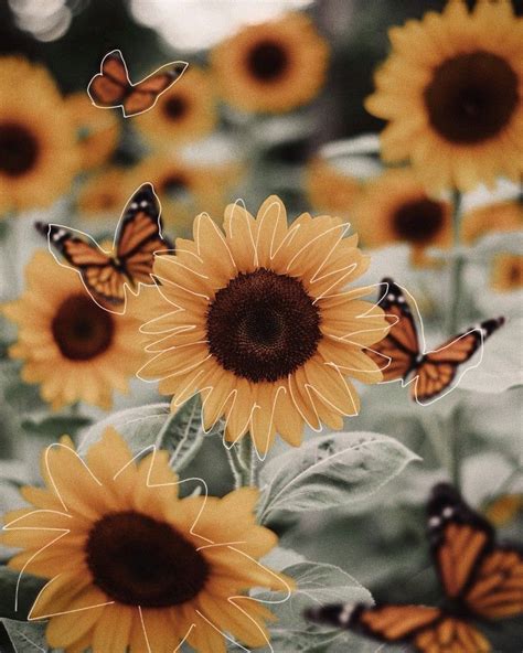Wallpapers Aesthetic Sunflower