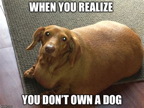 Fat Doggo Imgflip