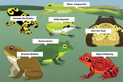 Pet Frog Name Generator Cute Funny And Famous Mr Amphibian